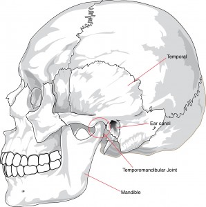 TMJ anatomy 